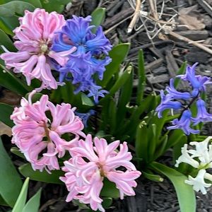 Flower Girl Duplicate Dress Listing